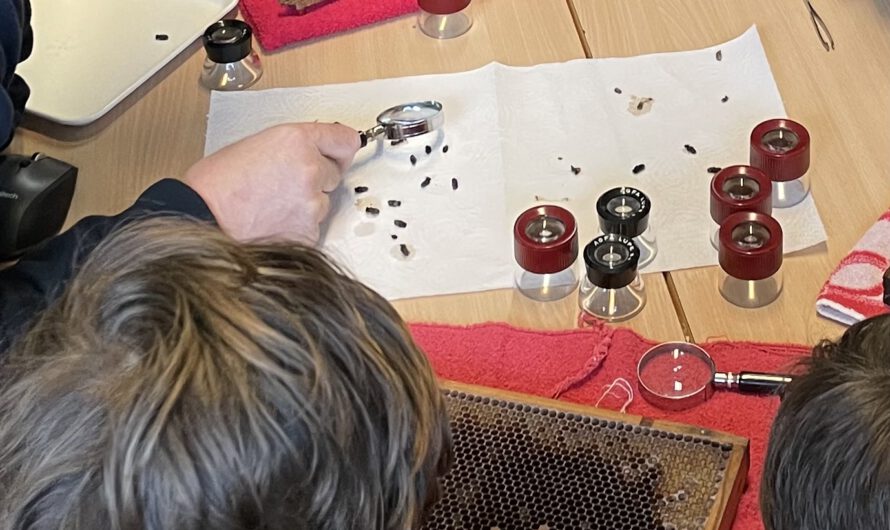 Theorie: Varoa-Milben