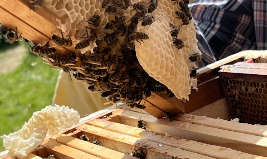 Aus 3 wird 4 und erster Geschmackstest