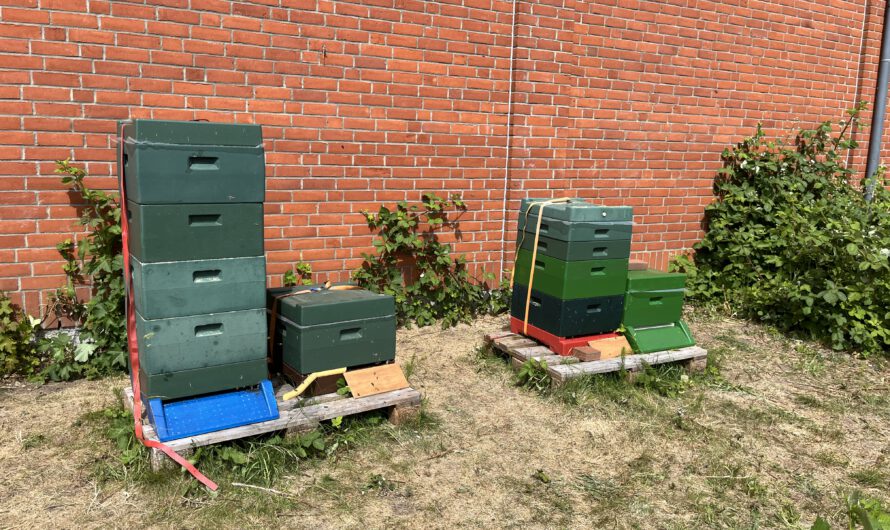 Honig, überall Honig