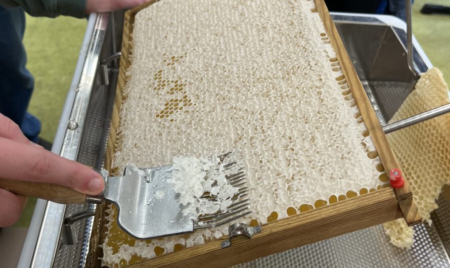 Erste Honigernte