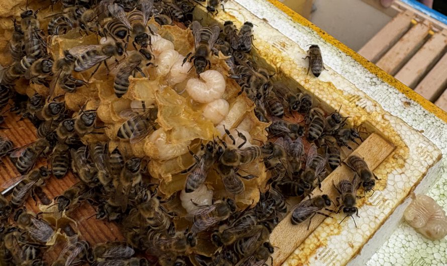 Neues Schuljahr, neue AG-Imker …